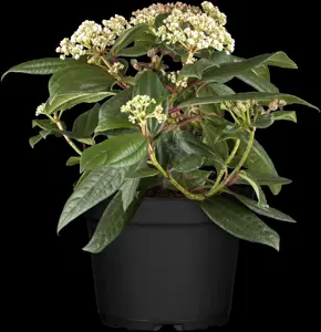 Viburnum davidii - 40-50 CM RB - image 2
