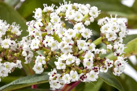 Viburnum davidii - 20-25 CM C2 - image 4