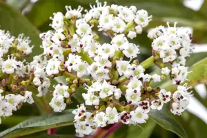 Viburnum davidii - 40-50 CM RB - image 4
