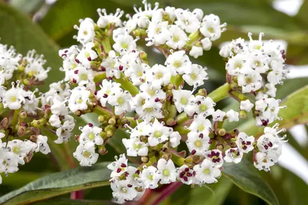 VIBURNUM DAVIDII 3L - image 4