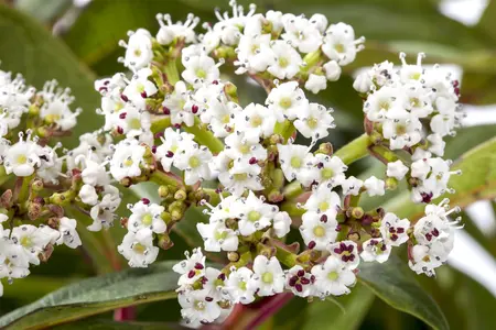 Viburnum davidii - 50-60 CM C12 - image 3