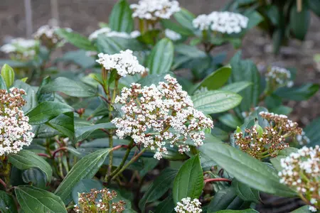 Viburnum davidii - 50-60 CM C12 - image 4