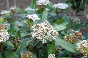 Viburnum davidii - 50-60 CM C12 - image 4