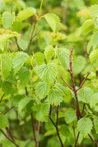 Viburnum dentatum 'Blue Muffin' - 40-50 CM C3.5 - image 2