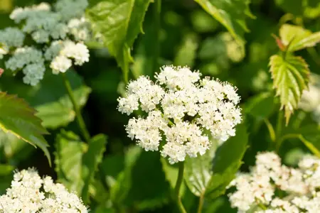 Viburnum dentatum 'Blue Muffin' - 3 Ltr pot - image 5