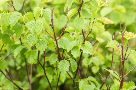 Viburnum dentatum 'Blue Muffin' - 40-50 CM C3.5 - image 1