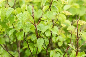 Viburnum dentatum 'Blue Muffin' - 40-50 CM C3.5 - image 5