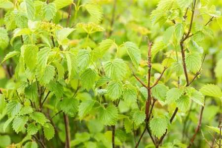 Viburnum dentatum 'Blue Muffin' - 40-50 CM C3.5 - image 3
