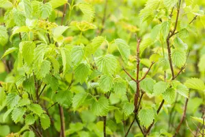 Viburnum dentatum 'Blue Muffin' - 40-50 CM C3.5 - image 3