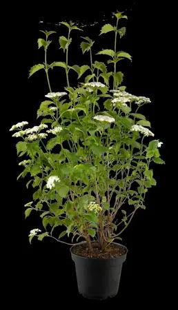 Viburnum dentatum 'Blue Muffin' - 40-50 CM C3.5 - image 4