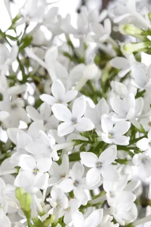 Viburnum 'Eskimo' - 30-40 CM C4 - image 4
