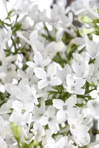 Viburnum 'Eskimo' - 60-80 CM C12 - image 4