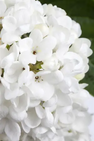 Viburnum 'Eskimo' - 60-80 CM C12 - image 5