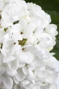 Viburnum 'Eskimo' - 90 CM STEM C10 - image 5