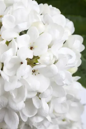 Viburnum 'Eskimo' - 180 CM STEM C20      - image 5