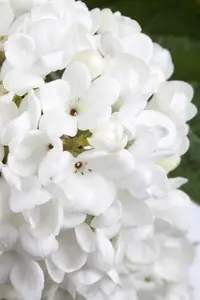Viburnum 'Eskimo' - 180 CM STEM C20      - image 5
