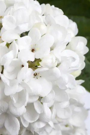 Viburnum 'Eskimo' - 60-80 CM C20 - image 2