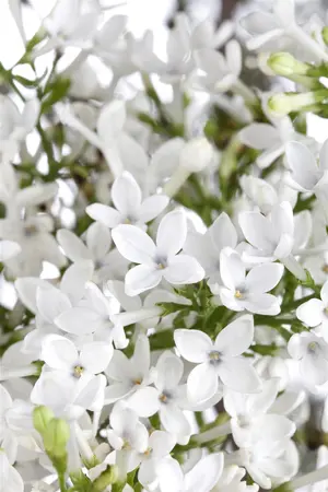 Viburnum 'Eskimo' - 90 CM STEM C12 - image 1