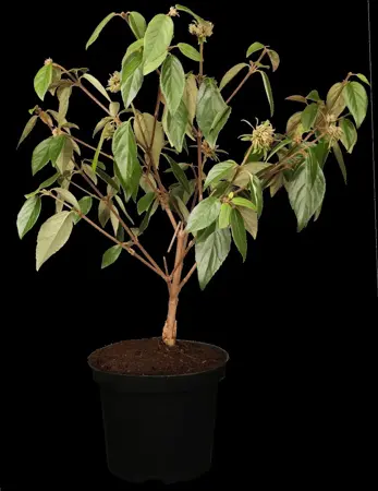 Viburnum 'Eskimo' - 90 CM STEM C15 - image 2
