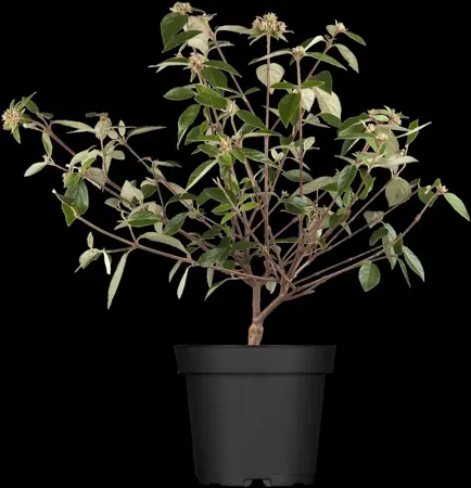 Viburnum 'Eskimo' - 90 CM STEM C15 - image 3
