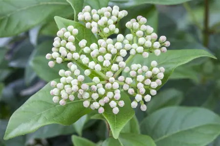 Viburnum 'Eskimo' - 60-80 CM C20 - image 3