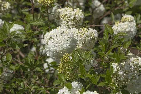 Viburnum 'Eskimo' - 60-80 CM C20 - image 4