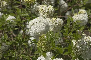 Viburnum 'Eskimo' - 60-80 CM C20 - image 4
