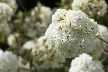 Viburnum 'Eskimo' - 60-80 CM C20 - image 5