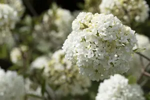 Viburnum 'Eskimo' - 60-80 CM C20 - image 5