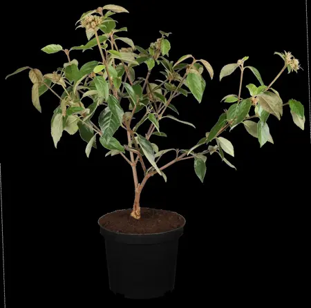 Viburnum 'Eskimo' - 30-40 CM C4 - image 1