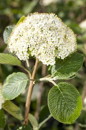 Viburnum 'Fairy Stars'? - 20-25 CM C3 - image 1