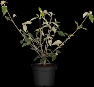 Viburnum 'Fairy Stars'? - 20-25 CM C3 - image 4