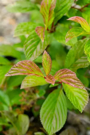 Viburnum farreri - 60-80 CM C10 - image 3