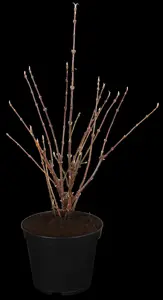 Viburnum farreri - 80-100 CM C7.5 - image 3