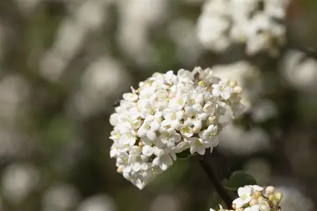 Viburnum farreri 'Candidissimum' - 80-100 CM RB