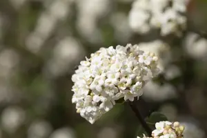 Viburnum farreri 'Candidissimum' - 80-100 CM RB