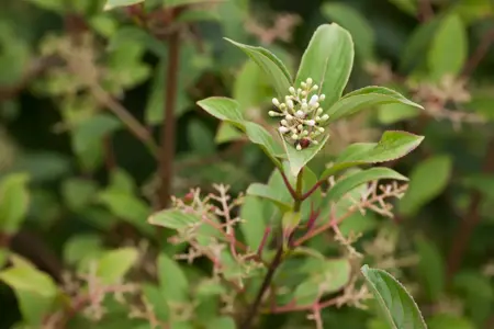 Viburnum hillieri 'Winton' - C3.5 - image 2