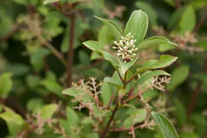 Viburnum hillieri 'Winton' - 100-125 CM C20 - image 2