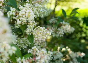 Viburnum hillieri 'Winton' - C3.5 - image 4