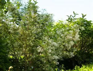 Viburnum hillieri 'Winton' - C3.5 - image 3