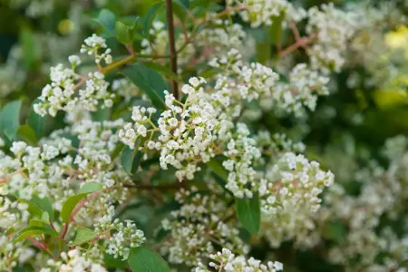 Viburnum hillieri 'Winton' - C3.5 - image 5