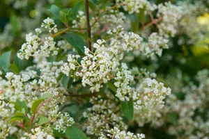 Viburnum hillieri 'Winton' - 100-125 CM C20 - image 5