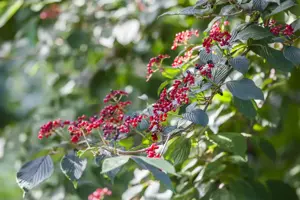 Viburnum lantana