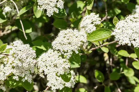 Viburnum lantana - 90-120 CM - image 2