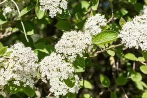 Viburnum lantana - 40-60 CM C1 - image 2