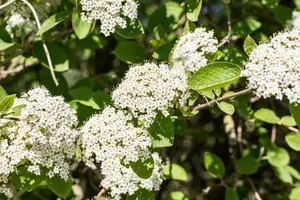 Viburnum lantana - 175-200 CM C30 - image 2