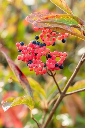 Viburnum nudum - 2 Ltr pot - image 2