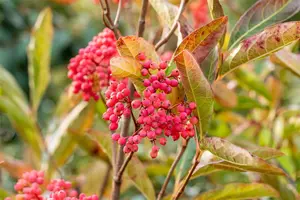 Viburnum nudum - 2 Ltr pot - image 3