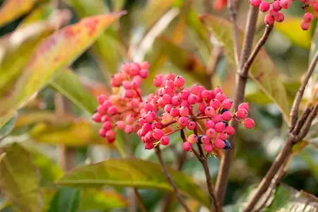 Viburnum nudum - 2 Ltr pot - image 3