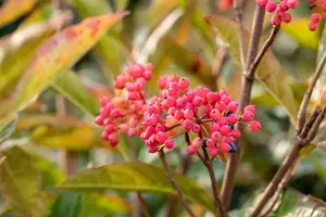 Viburnum nudum - 2 Ltr pot - image 3